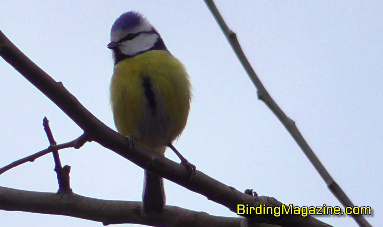 The Paridae Family of Birds: A Comprehensive Guide – Birding Magazine