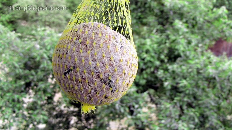 what-are-suet-balls-understanding-nutritious-treats-for-feathered